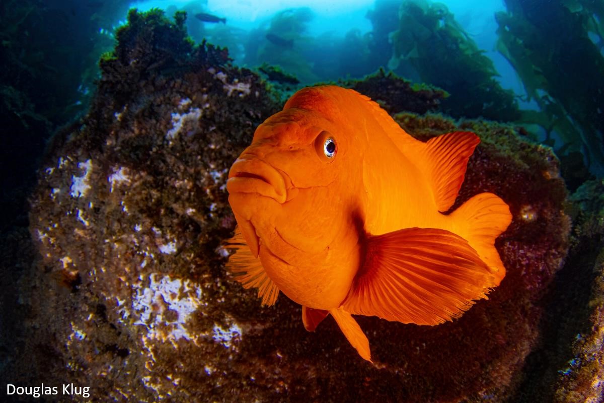A bright orange Garibaldi looking at the camera as it swims below a kelp forest.